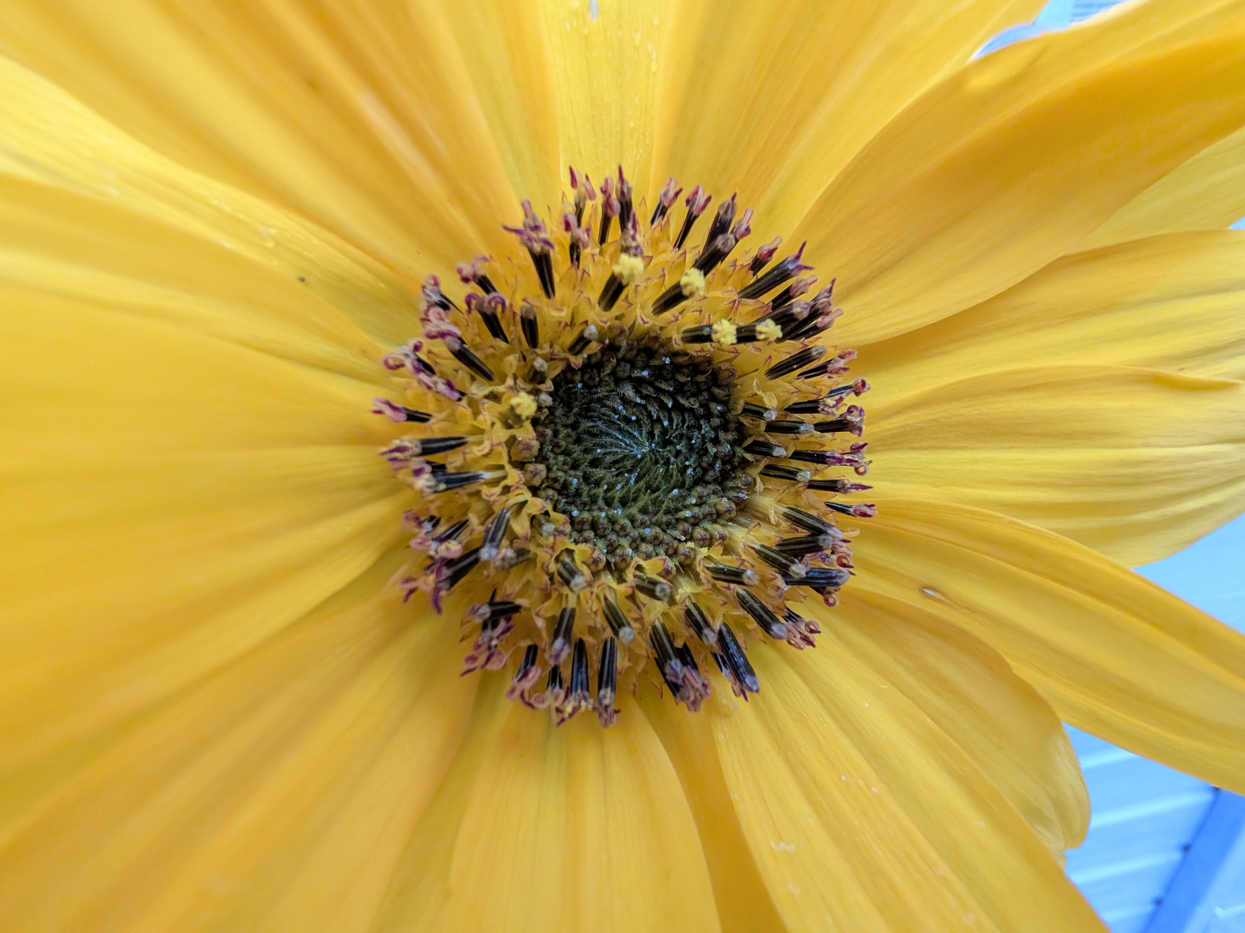 Google Pixel 10 Pro Fold