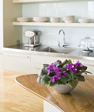 African violets in kitchen