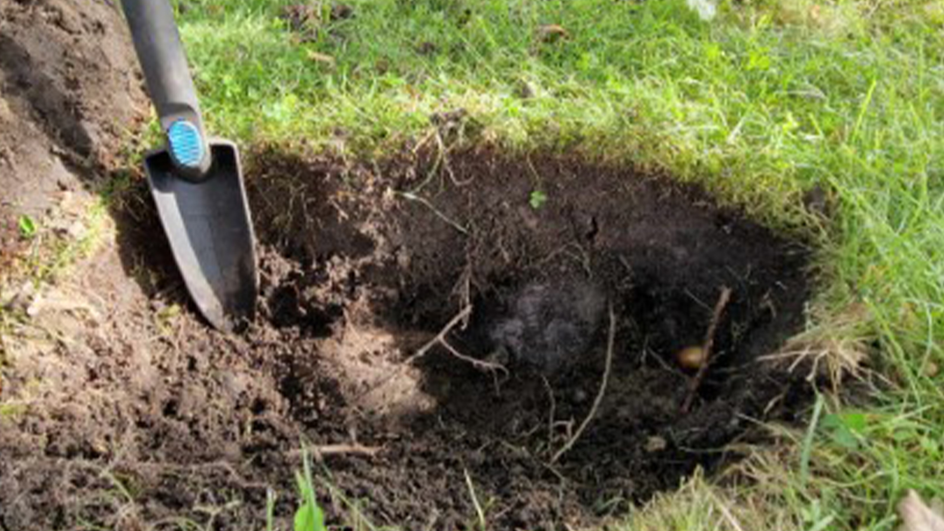 A hand trowel rest next to a dirt hole made in fresh, green grass.