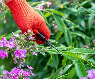 Gardener cuts back faded phlox flower