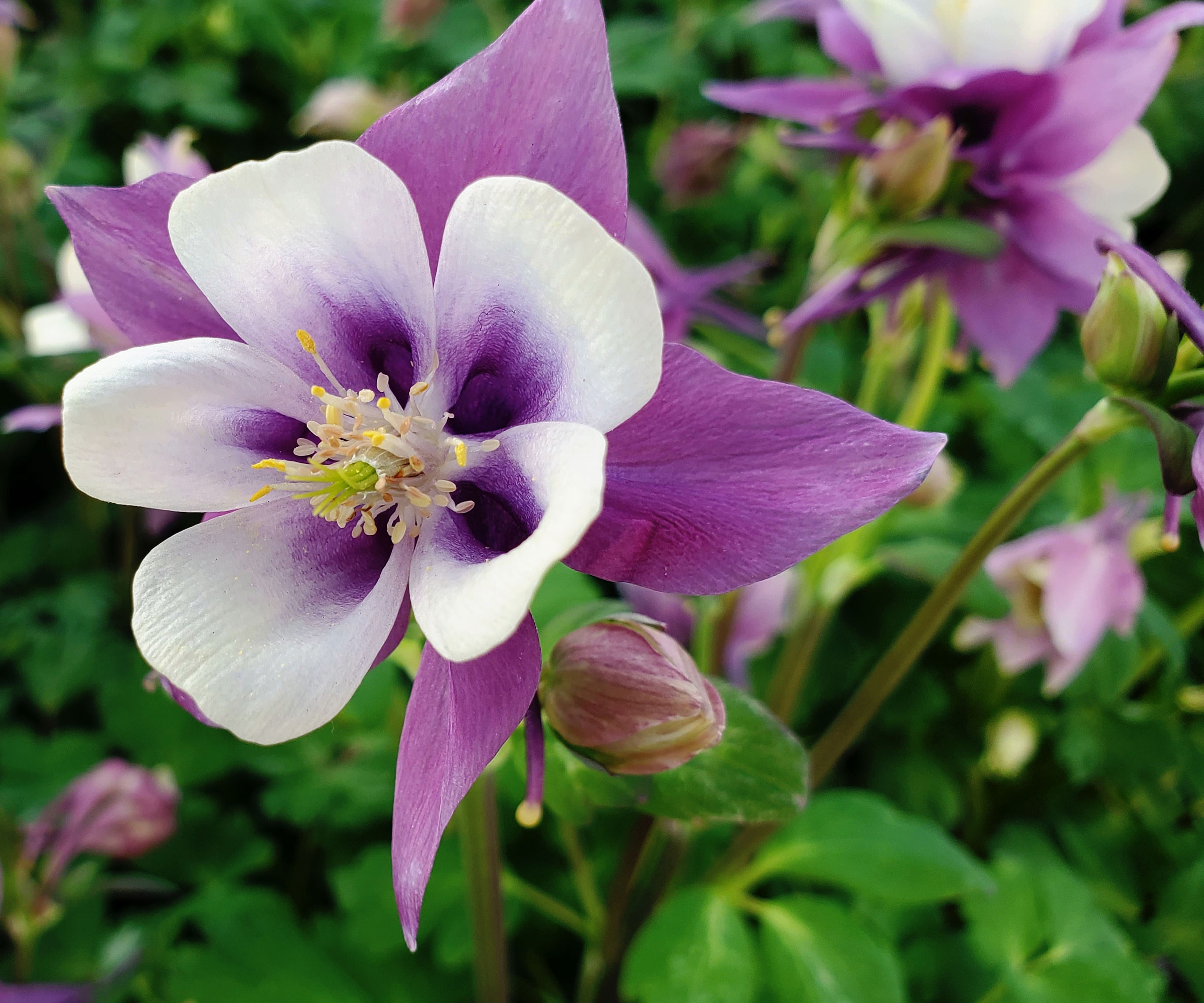 columbine plant with purple and white flowers