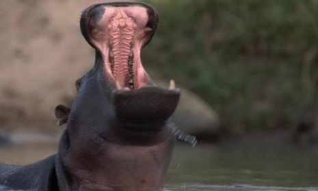 A yawning bull hippo: A pet hippo named Humphrey recently killed its South African owner, who kept several exotic animals on his 400-acre farm.