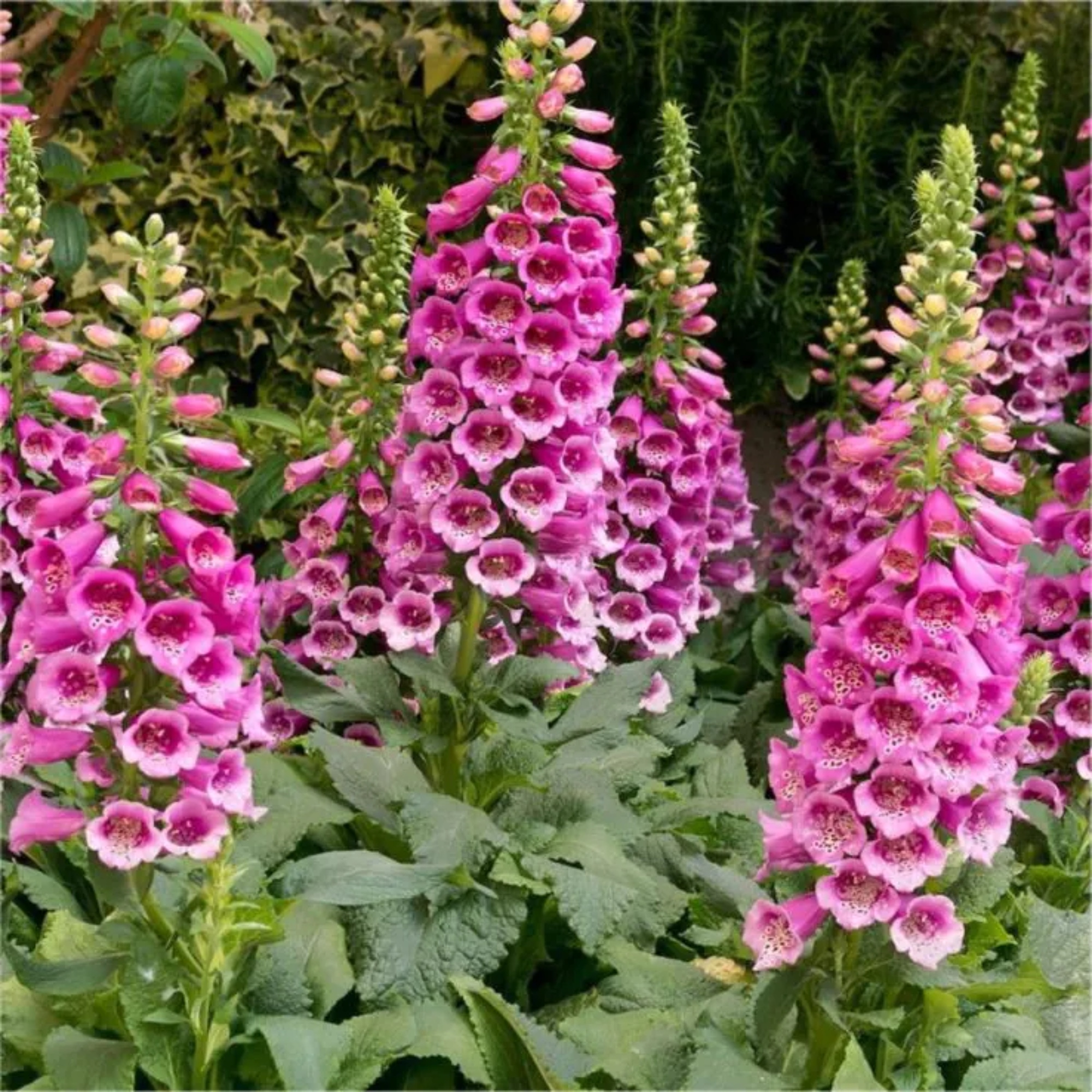 Foxgloves Digitalis Purpurea