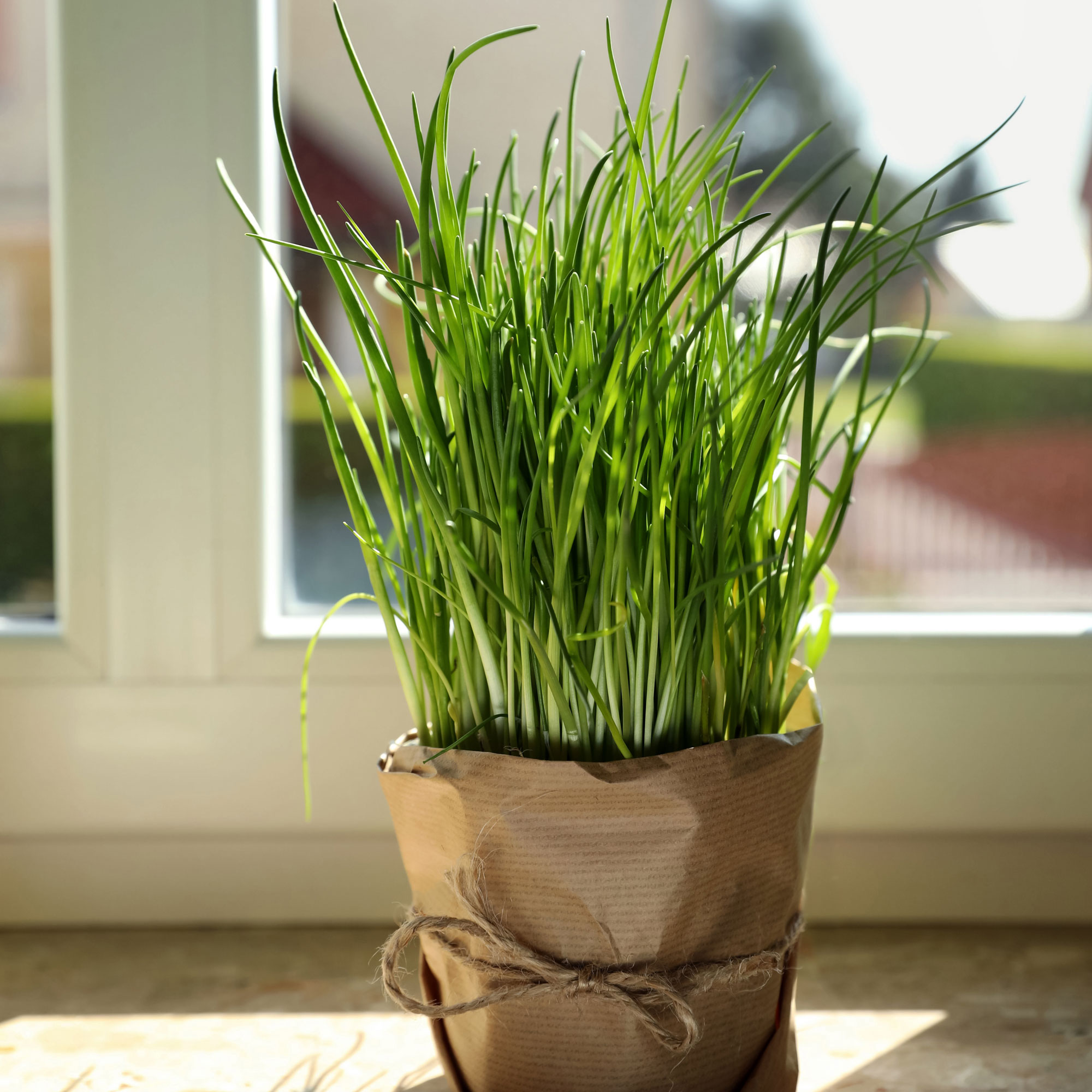 Chives in a brown paper wrapped pot