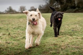 Scrumpy and Fela the labradoodles. Photograph by Sarah Farnsworth for Country Life.