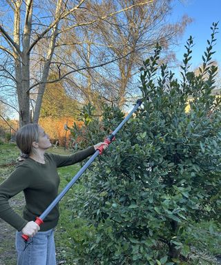 Woman pruning top of a bay tree with Felco 290 pruner