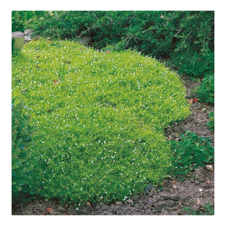 A moss plant as ground cover