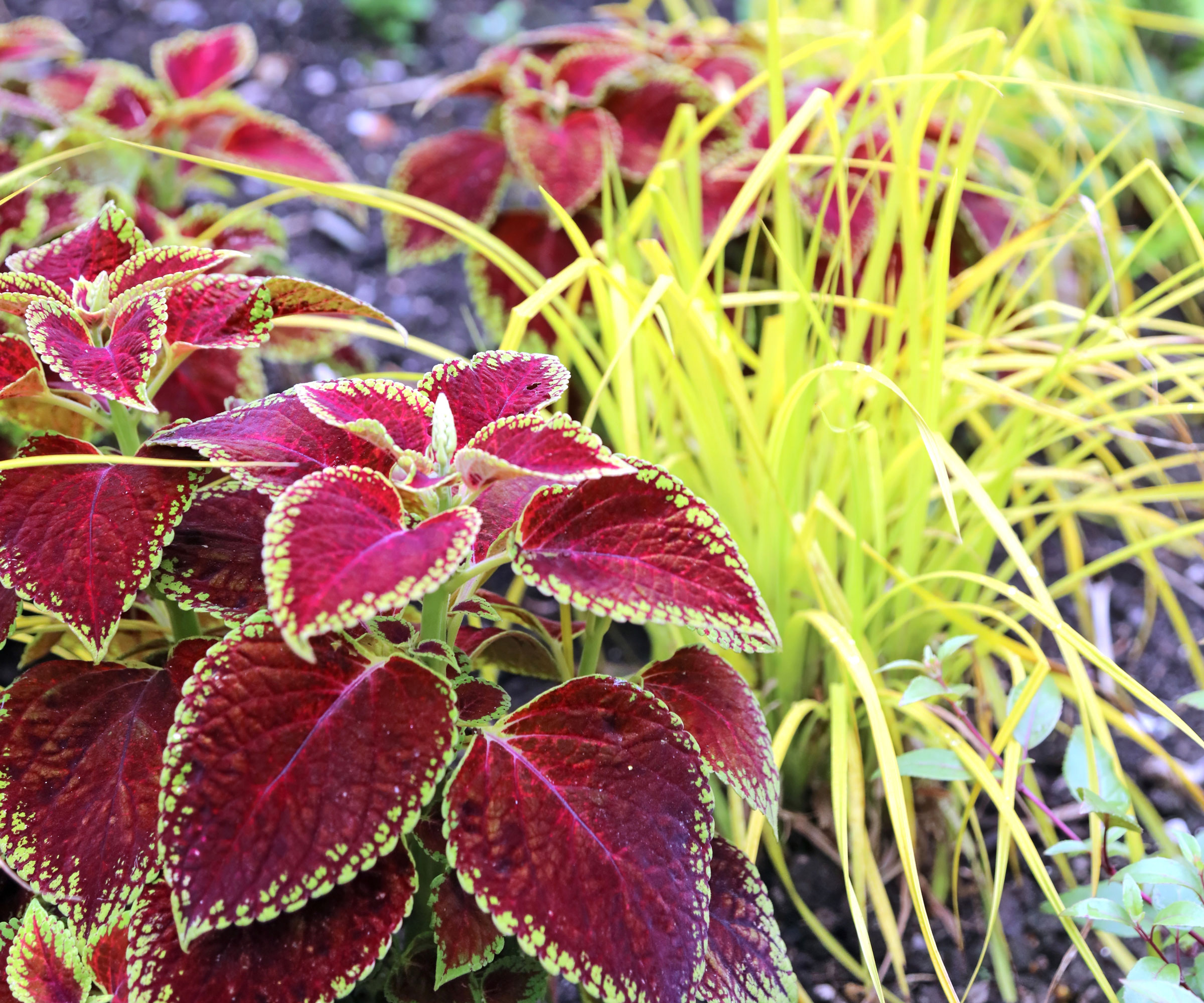 sedge and coleus plants growing in garden bed