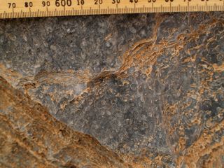 ancient reef fossil discovered in namibia