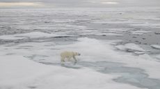 Polar bear in the Arctic 