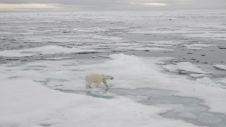 Polar bear in the Arctic 