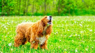 Brown dog barking in a field