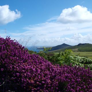 Purple flowers on ridge with view of ocean at Dunes campsite