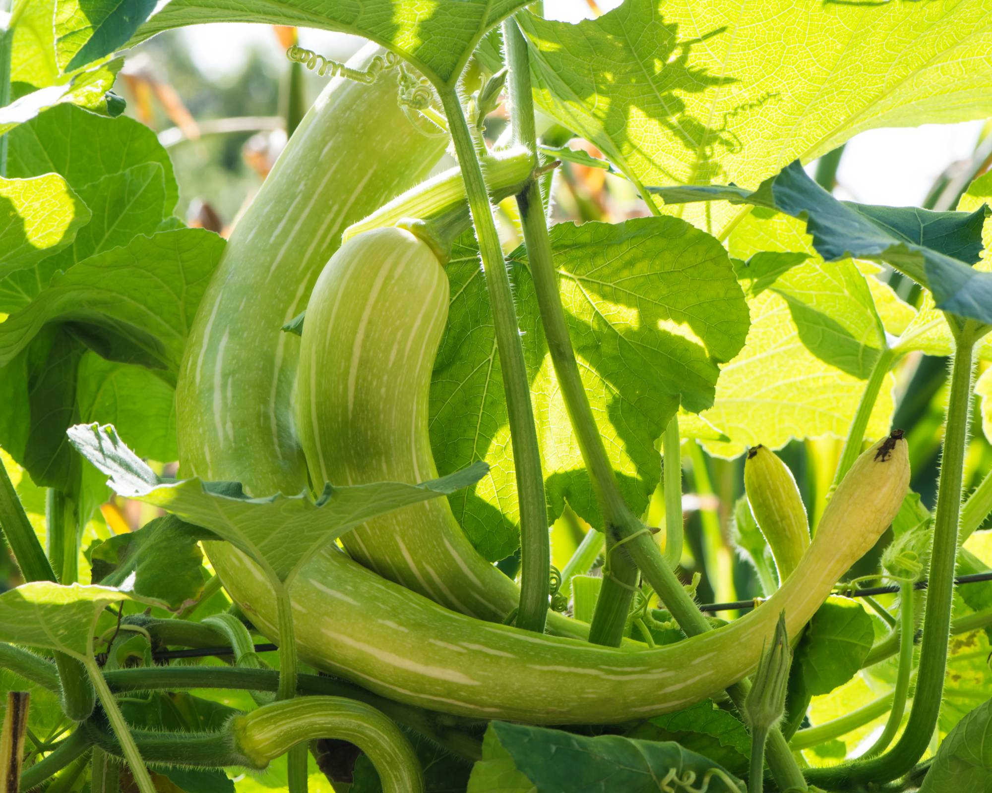 Long green squash