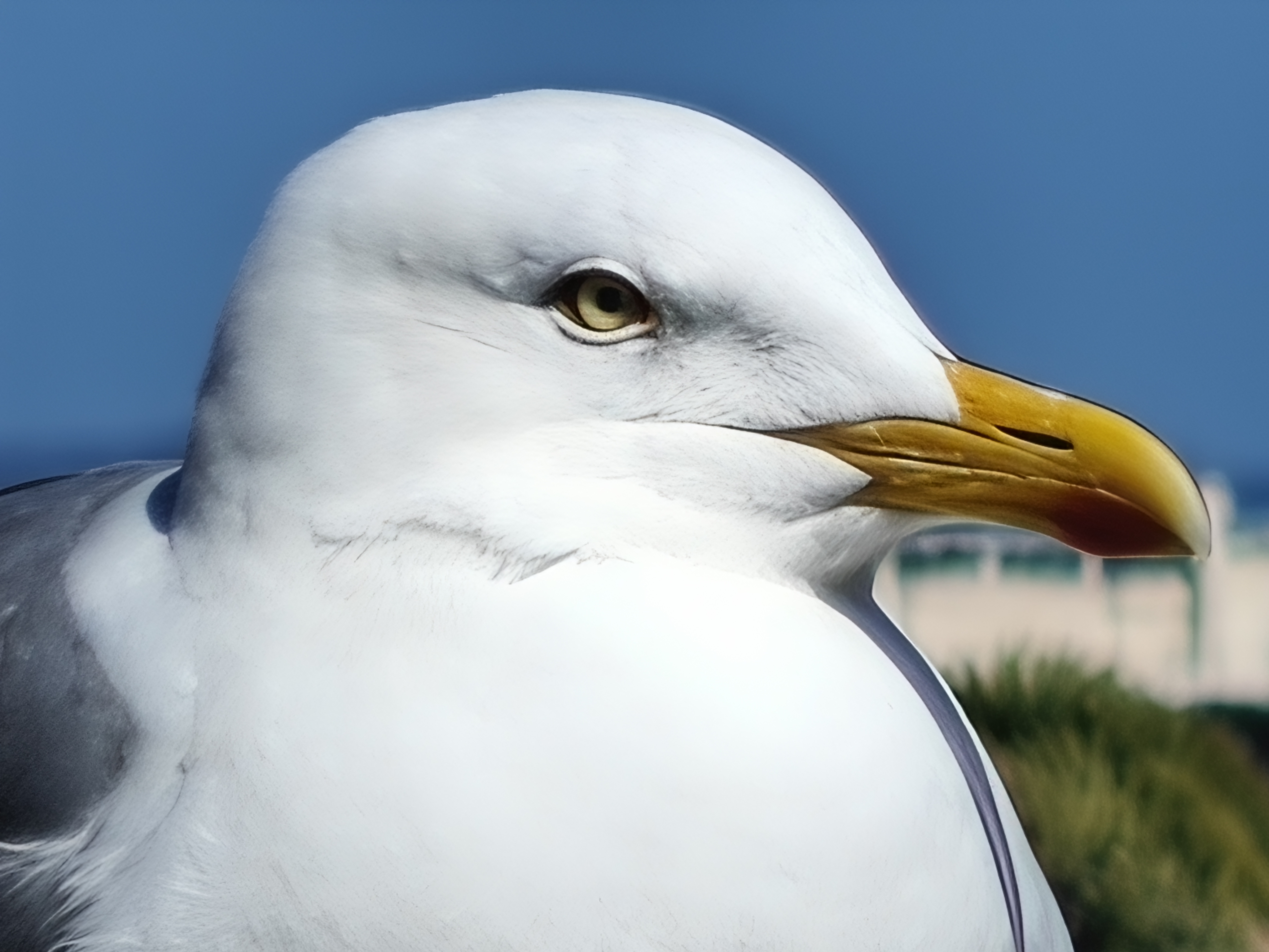 OnePlus 13 camera sample 60x zoom