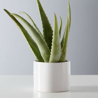 Aloe vera plant from plants.com