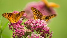 Group of fritillary butterflies feeding on milkweed flowers in summer garden environment.