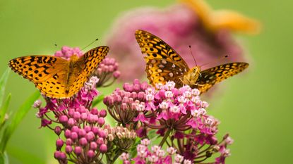 Group of fritillary butterflies feeding on milkweed flowers in summer garden environment.