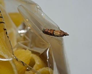 how to get rid of moths - a pantry moth on pasta packet - GettyImages-540981304