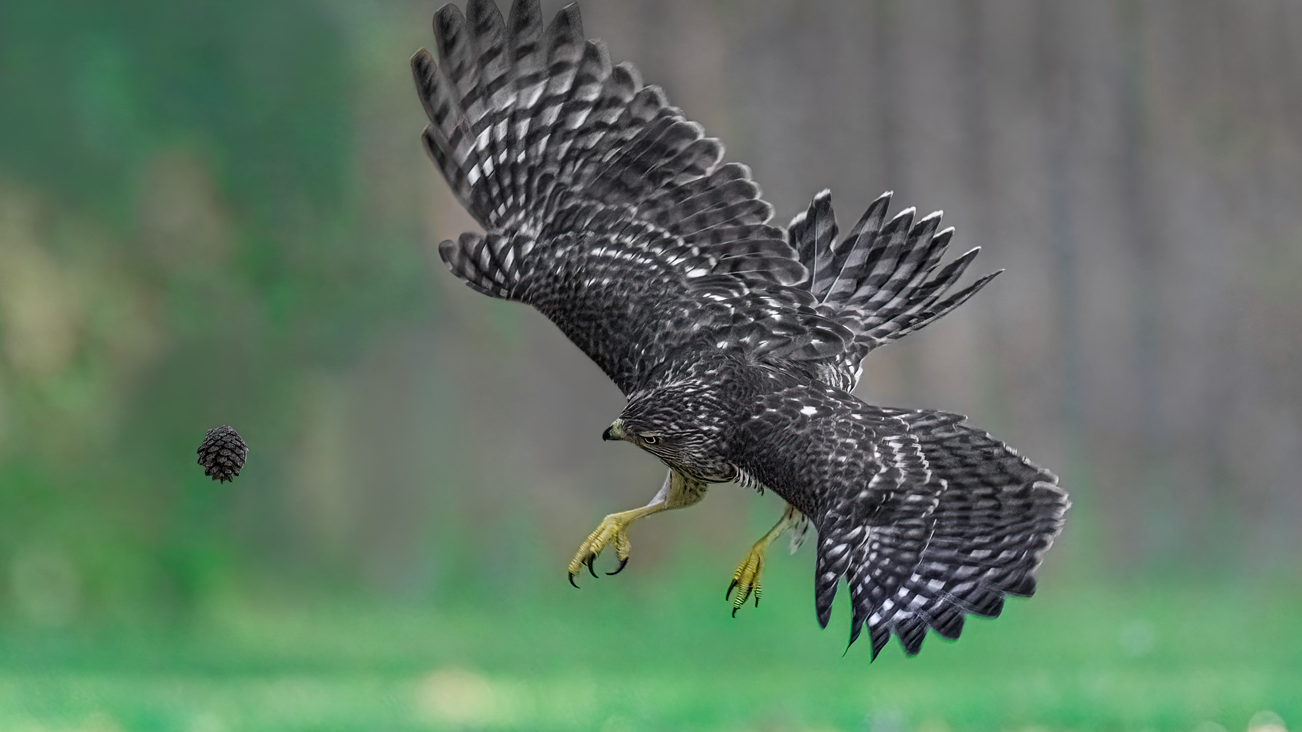 Un halcón de Cooper (Accipiter cooperii) juega con una piña en Ontario, Canadá.