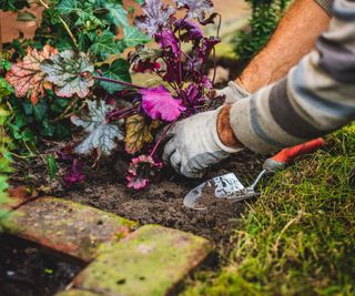 Planting a heuchera in a flowerbed