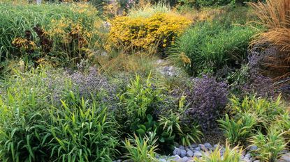 A variety of green and yellow grasses in a pebble border