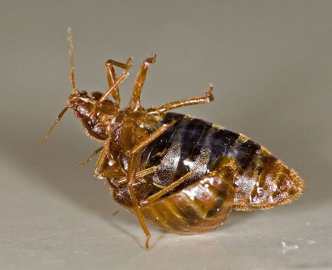 bedbugs, animal sex, invertebrates