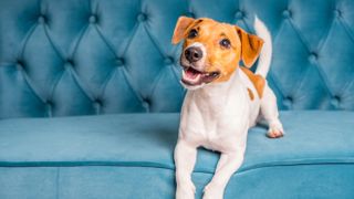 Dog on couch