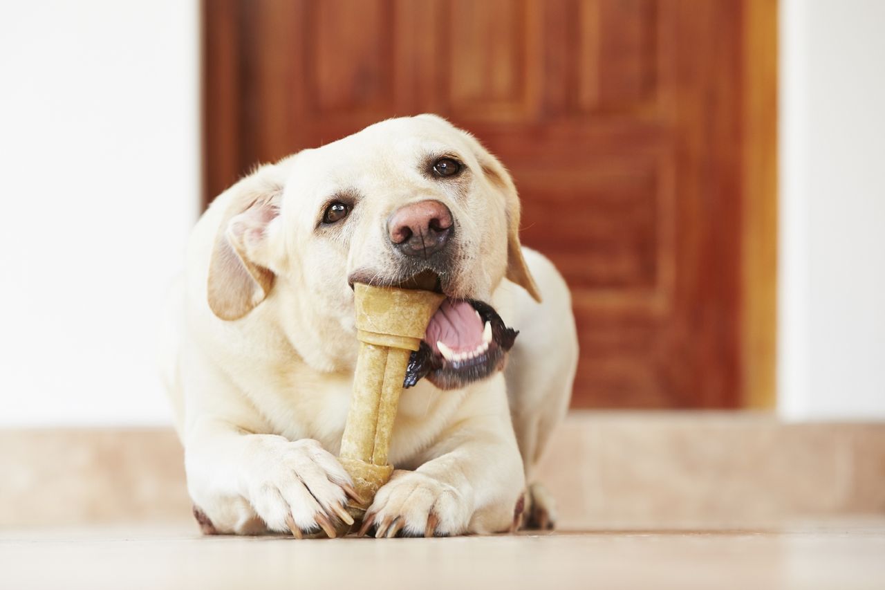 Dog with bone