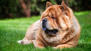 Close up of chow chow face