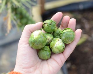 brussel sprouts in a hand