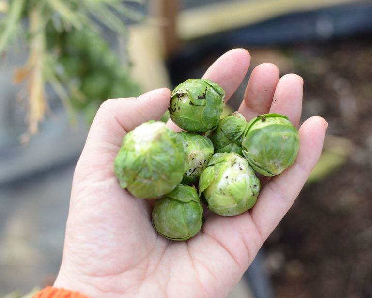 How to grow brussels sprouts guide to planting and growing Homes & Gardens