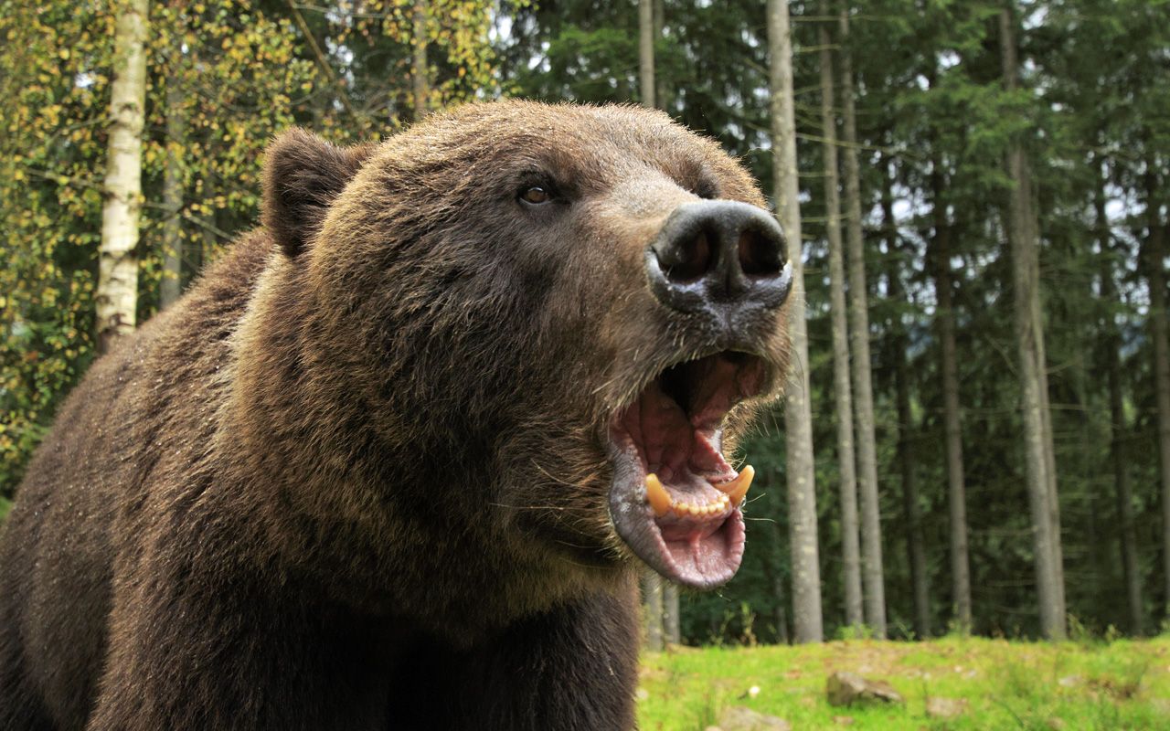 Furious wild bear in the wood roars showing his teeth