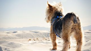 Dog at white sands national park