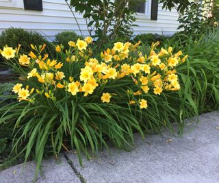 flowering stella d'oro daylilies along a path