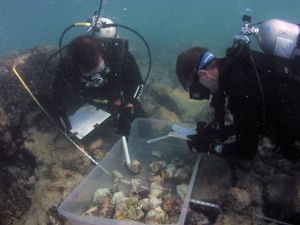 Coral reef damage inspected in Florida Keys