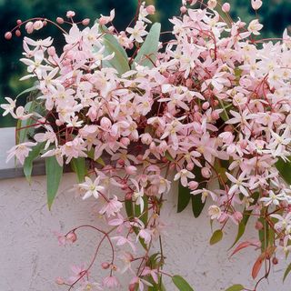 Clematis 'apple Blossom'