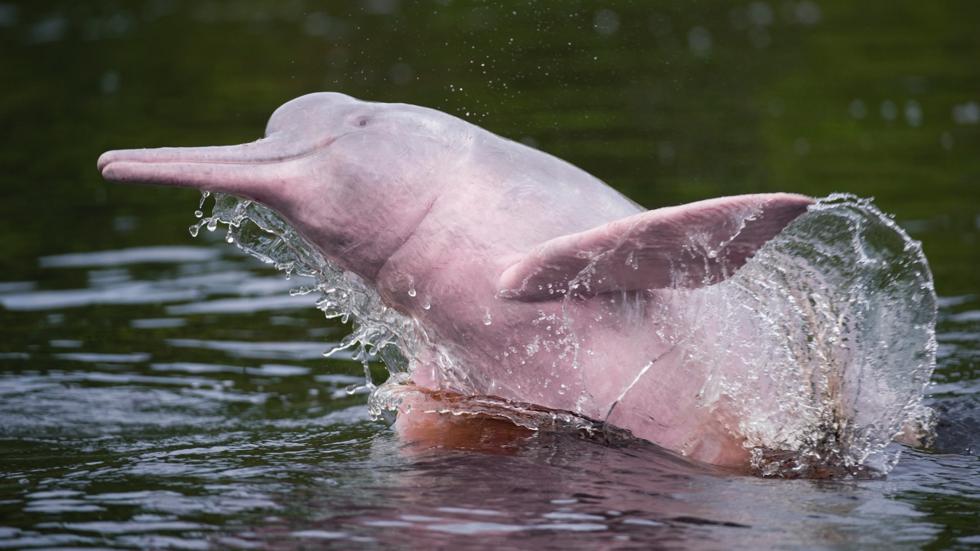 a pink dolphin breaches from the water