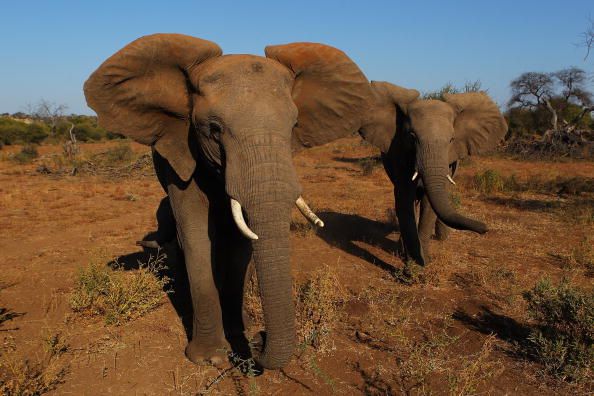 Elephants in Botswana