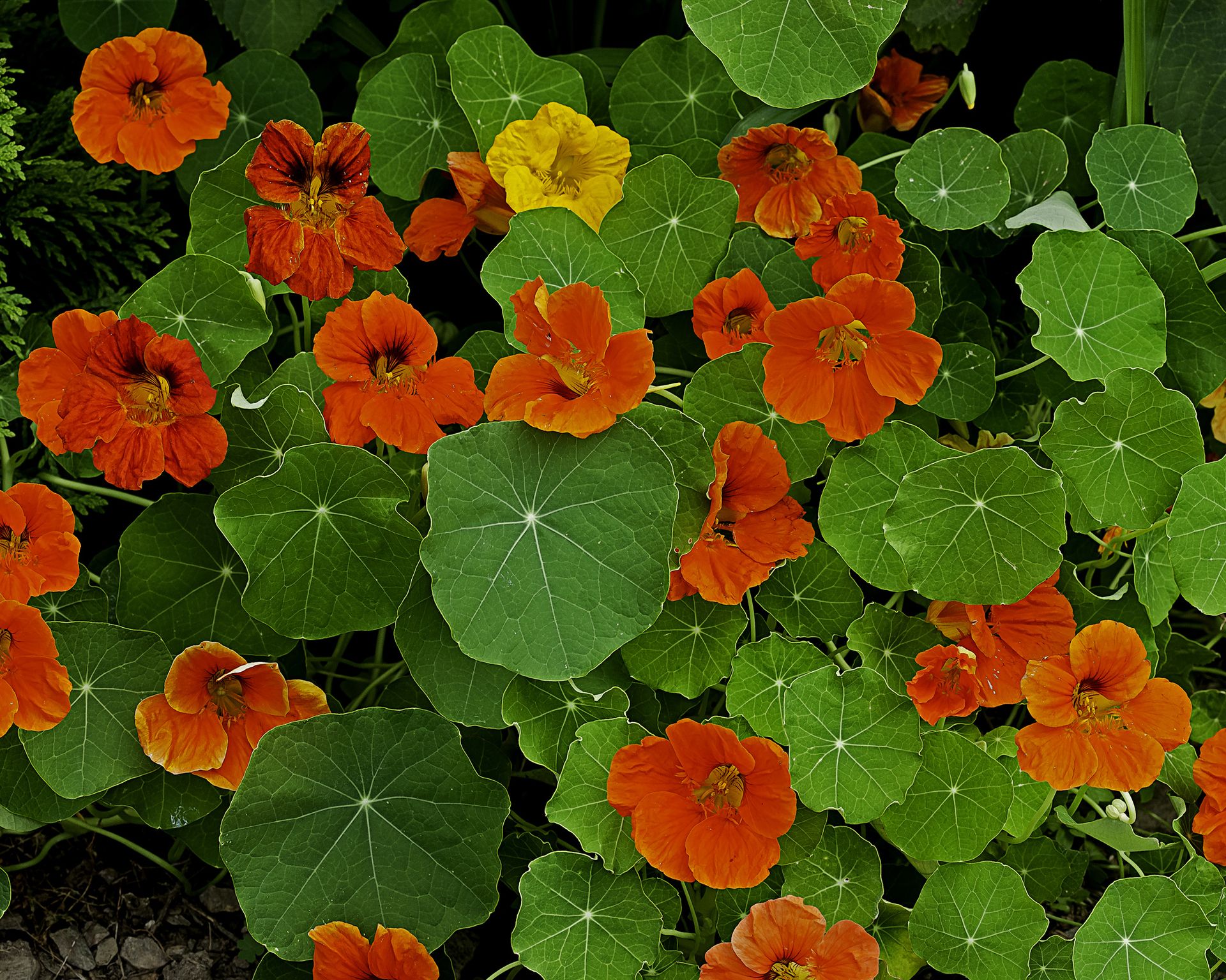 Best companion plants for cucumbers flowers, herbs and veg to grow