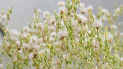 lettuce seedheads