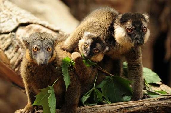 The 500 Cutest Animals Live Science