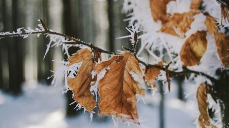 frosty leaves