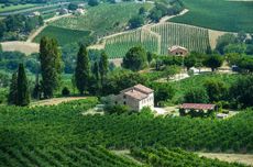 Umani Ronchi's Verdicchio vineyards in Castelli di Jesi, Italy