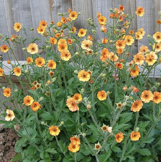 Large cluster of orange geum flowers with green foliage against a wooden fence