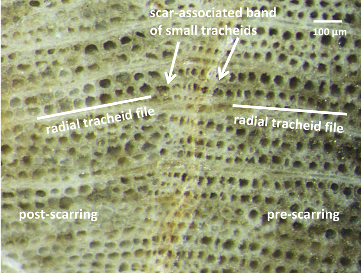 Petrified wood tracheids