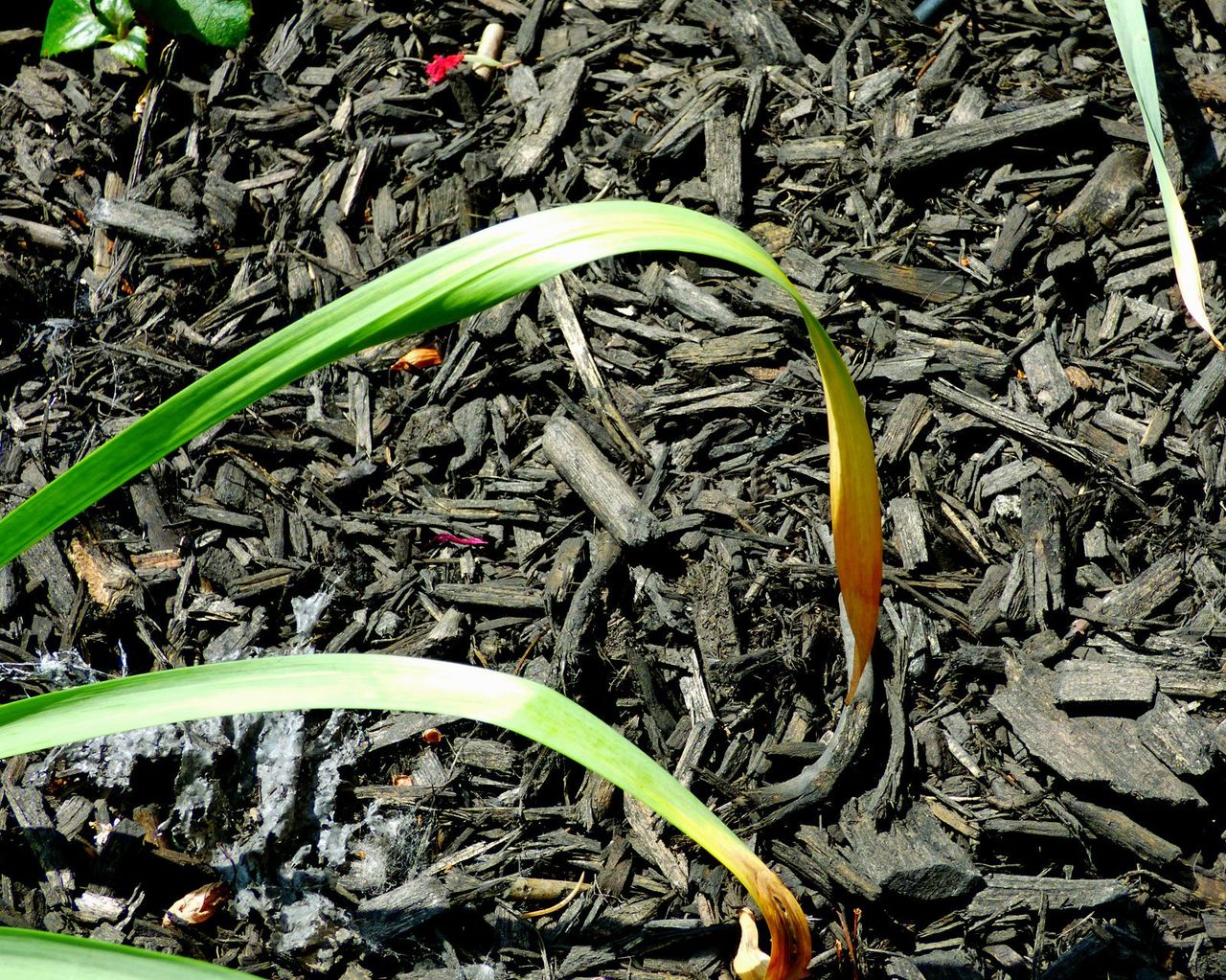 Green Daffodil Leaves Turning Yellow