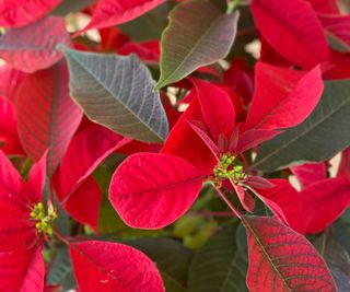 Healthy red poinsettia plants