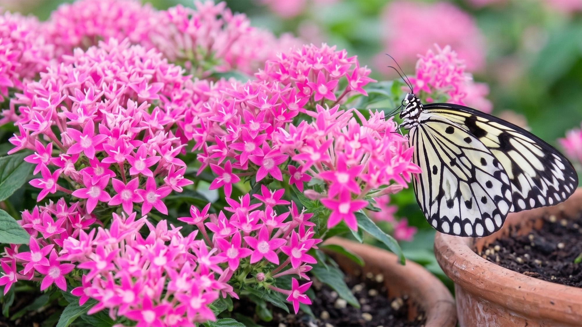AI edited image of black and white butterfly resting on a pentas flower in a terracotta pot