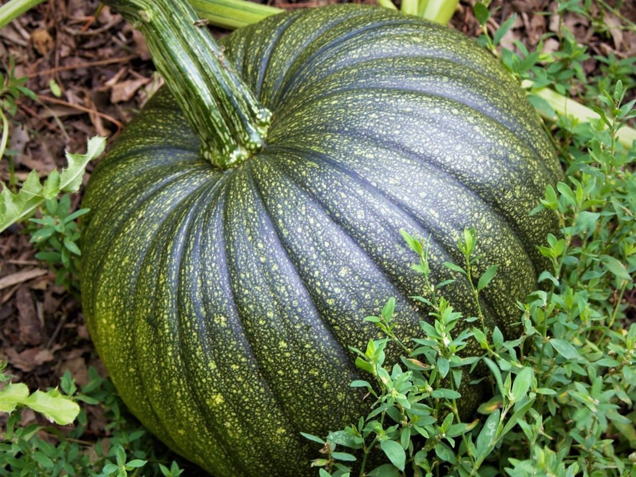 Turning Green Pumpkins Orange